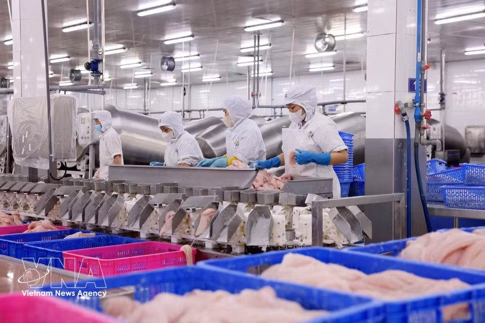 Les produits Navico bénéficient d’un ensemble complet de certifications internationales de référence : ISO, GlobalGAP, HACCP, IFS, BRC, GMP et Halal. Ces garanties de qualité ouvrent à l’entreprise les portes de marchés stratégiques majeurs tels que la Chine, le Moyen-Orient, le Brésil, l’Asie, le Mexique et les États-Unis. (Photo : VNA)