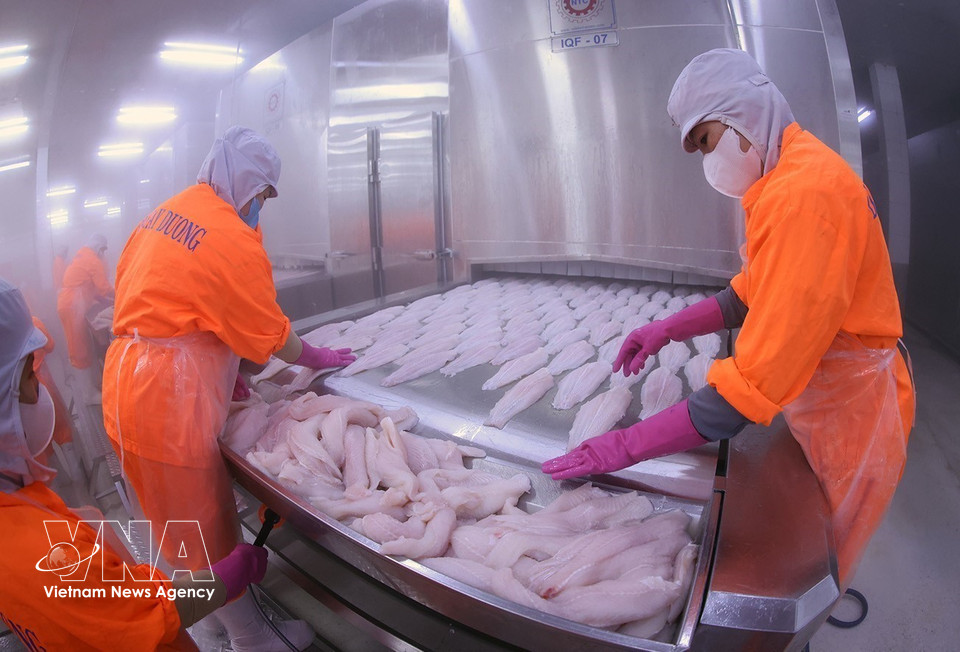Porté par un chiffre d’affaires en hausse constante, Navico ambitionne 1 200 milliards de dongs en 2026 et 1 400 milliards en 2027. Ici, les produits de pangasius sont acheminés vers la zone de congélation de l’usine Da Tay Duong. (Photo : VNA)