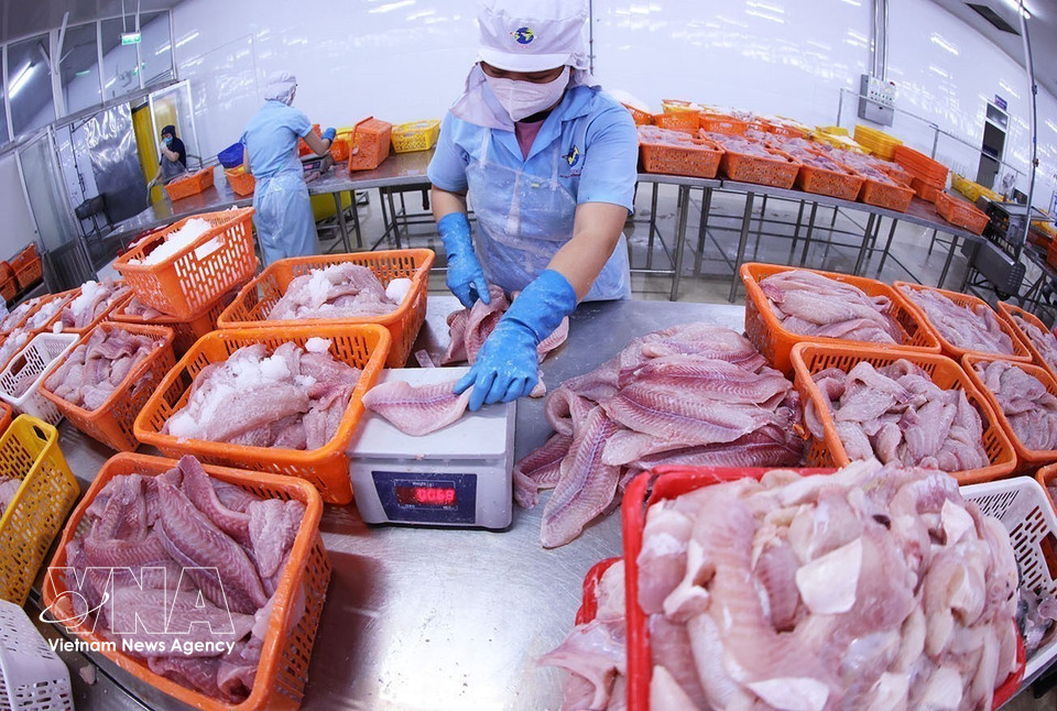 Cette entreprise dispose de la deuxième plus grande chaîne intégrée de production et d’exportation de pangasius au monde. (Photo : VNA)
