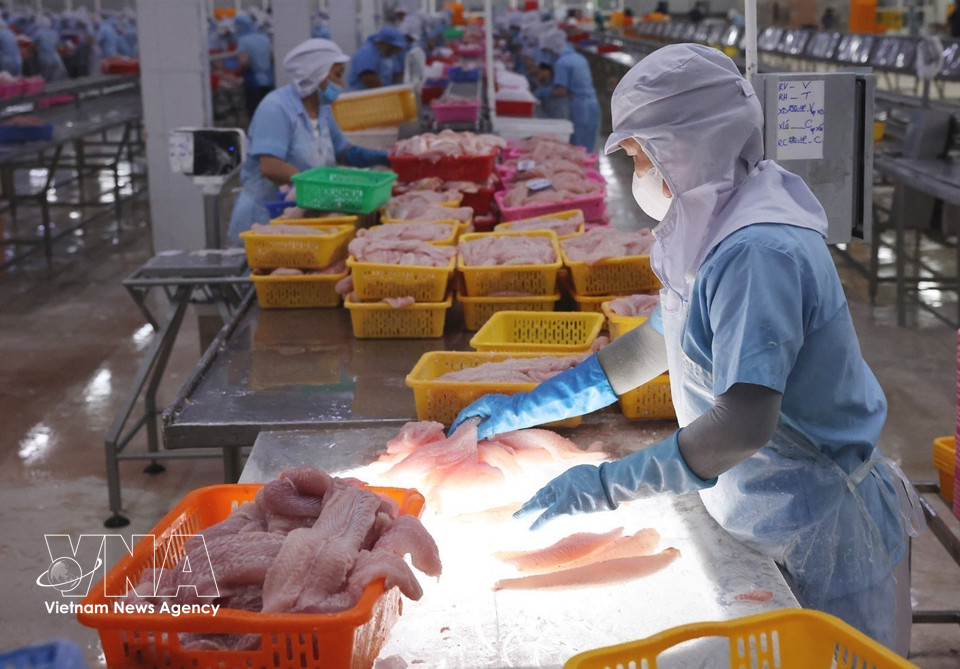 À l’usine Dai Tay Duong : classification rigoureuse des produits de pangasius avant congélation. Navico affirme son leadership mondial grâce à une chaîne de production intégrée verticalement, gage d’une qualité optimale tout au long du processus. (Photo : VNA)