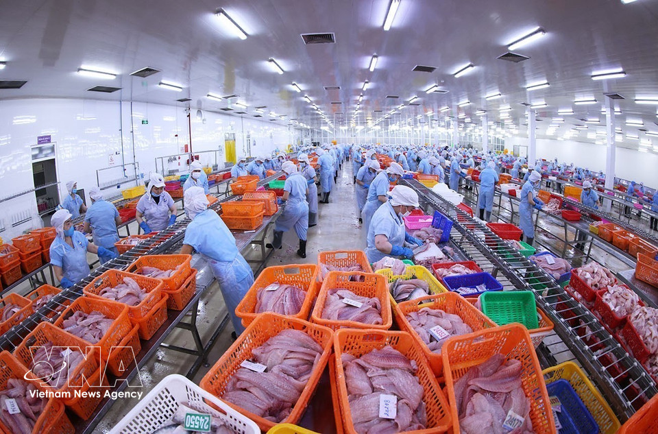 Dans l’usine Dai Tay Duong de Navico, une ligne de transformation de pangasius entièrement conforme aux exigences internationales d’exportation. (Photo : VNA)