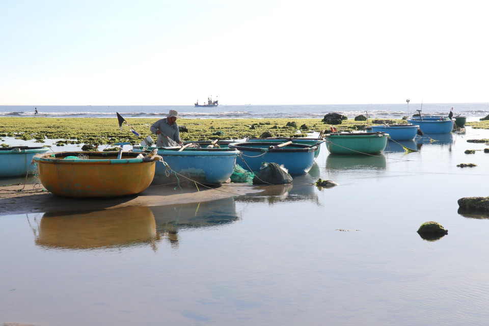 Travail quotidien des pêcheurs du hameau de Tu Thiên, commune de Phuoc Dinh, district de Thuân Nam, province de Ninh Thuân, autour du champ d'algues. Photo : VNA