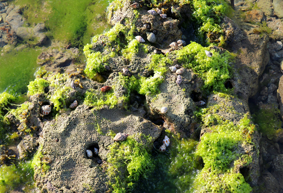 Des escargots et d’autres créatures vivent dans la couche d’algues. Photo : VNA