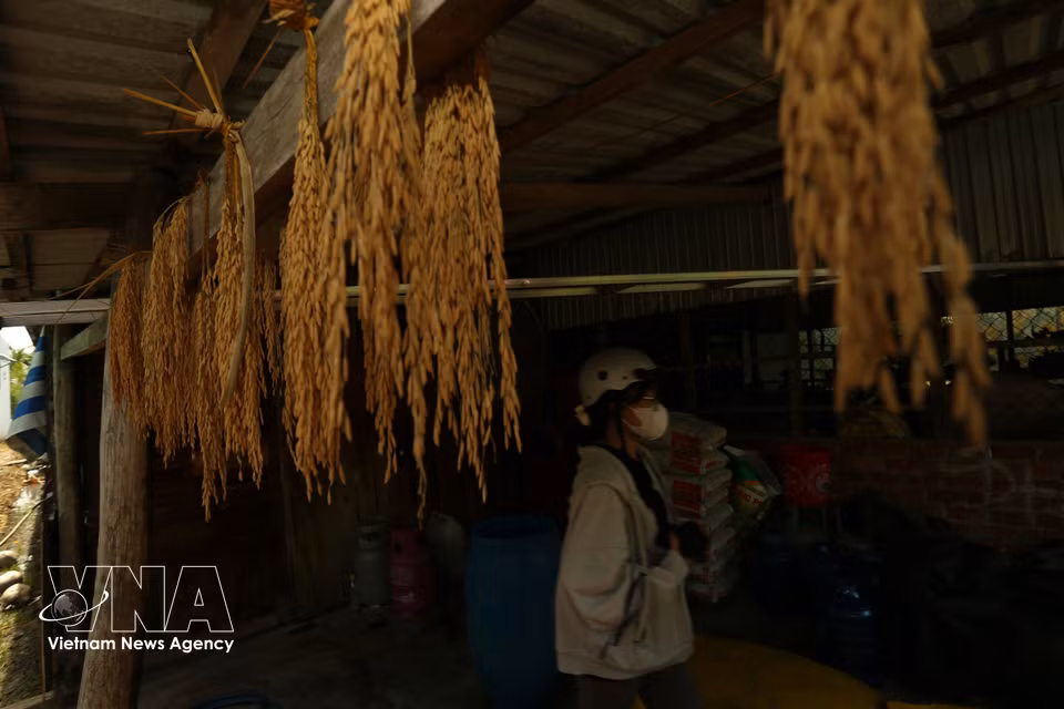 Les panicules de riz sélectionnées comme échantillons de semences sont soigneusement conservées dans la maison d'un agriculteur de Can Tho. Photo : VNA