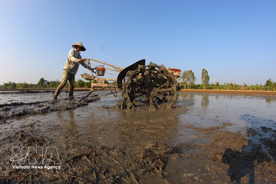 Avant le semis, la terre est labourée et hersée afin d’être rendue meuble et parfaitement plane. Photo : VNA