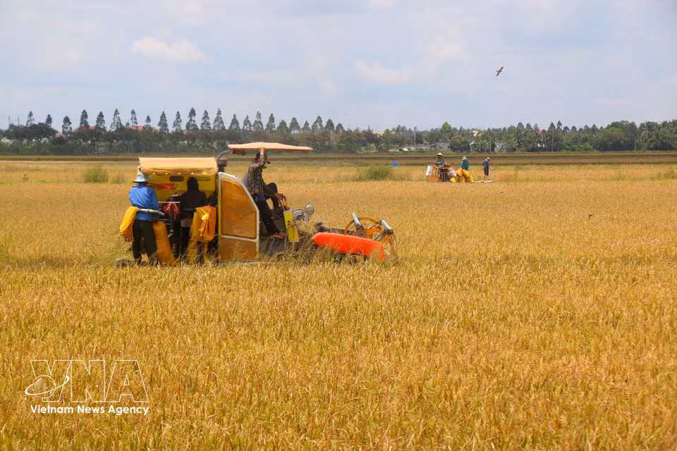 Lorsque les panicules se courbent sous le poids des grains et prennent une teinte dorée, la saison de la récolte commence officiellement. Photo : VNA