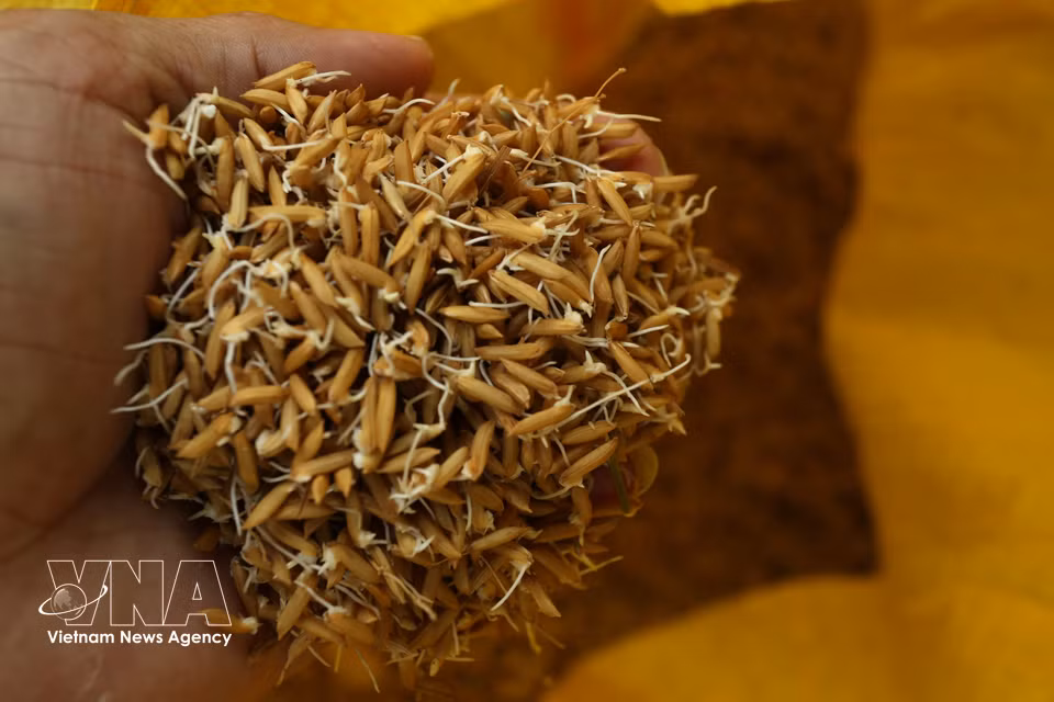 Des semences de riz germées prêtes à être acheminées vers les champs pour le semis. Photo : VNA