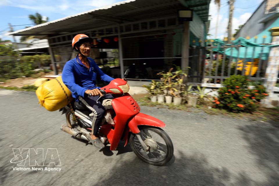 Un agriculteur transporte les semences à moto pour se rendre au champ et procéder au semis. Photo : VNA