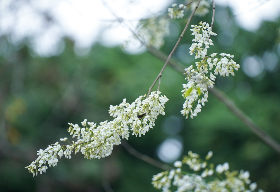 Les fleurs de "sua" s'épanouissent seulement pendant quelques semaines au printemps. Photo : VNA