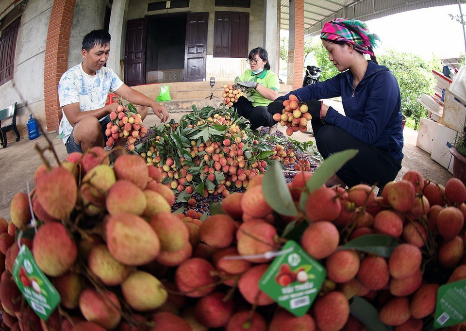 À Bac Giang, province majeure dans la culture du litchi, on compte actuellement plus de 16 000 hectares de litchis certifiés VietGAP, 204 hectares certifiés GlobalGAP, et 10 hectares en culture biologique. Photo : Vu Sinh - VNA