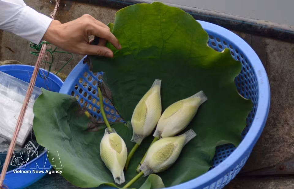 La fleur contenant le thé est récoltée après une journée d'imprégnation. Photo : VNA