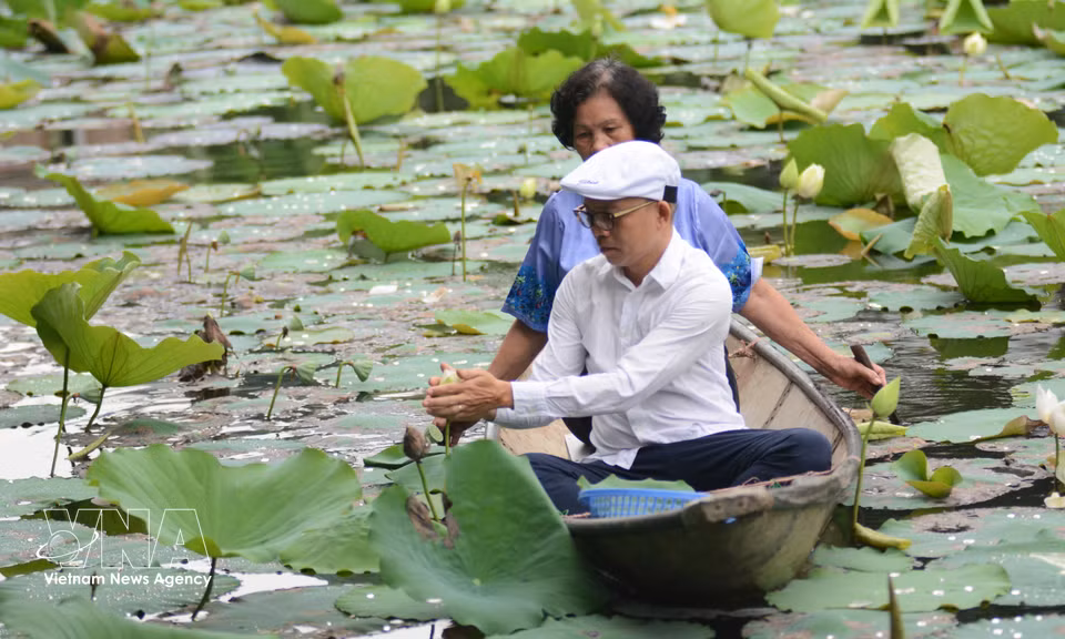 L'artisan doit se lever à l'aube pour choisir les fleurs de lotus répondant aux standards requis pour l'infusion. Photo : VNA