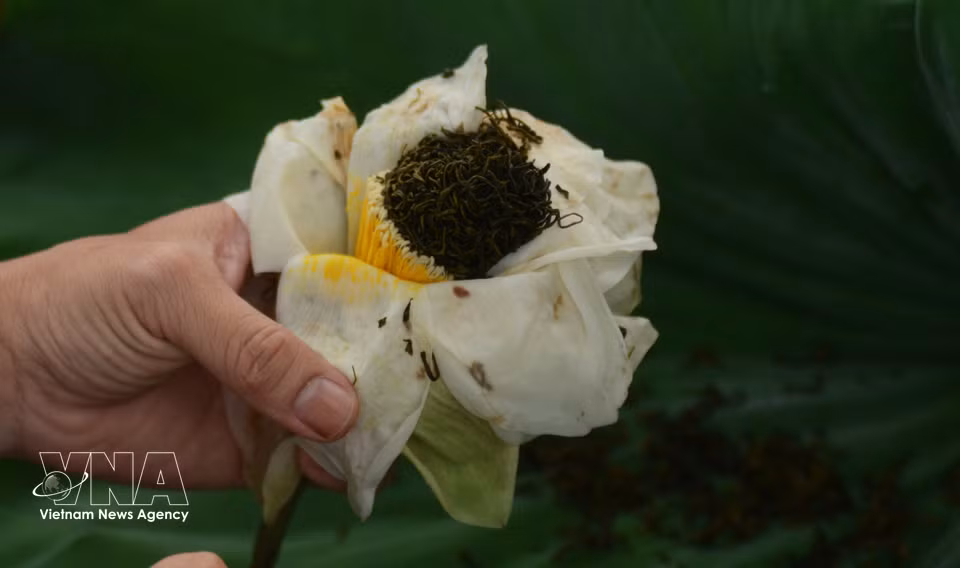 Le thé imprégné du parfum des lotus de Hué dégage une senteur pure et délicate. Photo : VNA