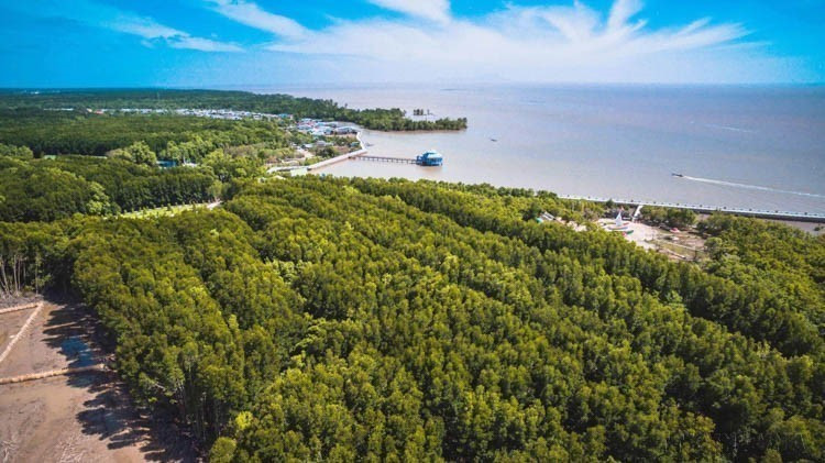 Le Parc national de Mui Cà Mau est un écosystème naturel de mangrove d'une valeur exceptionnelle. Sa richesse en biodiversité, ses paysages naturels, son importance environnementale, culturelle et historique en font un site unique. Il est d'ailleurs reconnu par l'UNESCO comme faisant partie de la Réserve mondiale de biosphère de Mui Cà Mau depuis mai 2009. Photo : Trong Dat - VNA