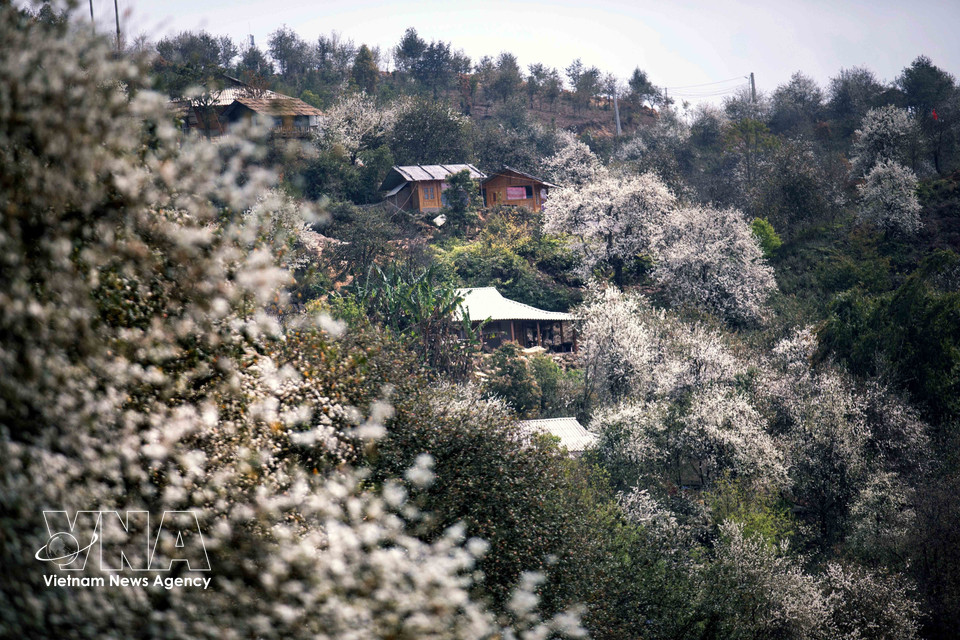 La forêt de Son Tra se pare de ses plus belles fleurs dans le village de Nam Nghiep, au cœur de la commune de Ngoc Chien. (Photo : VNA)