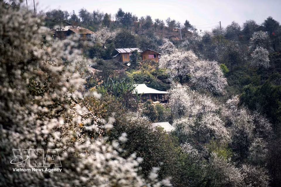 La forêt de Son Tra se pare de ses plus belles fleurs dans le village de Nam Nghiep, au cœur de la commune de Ngoc Chien. (Photo : VNA)