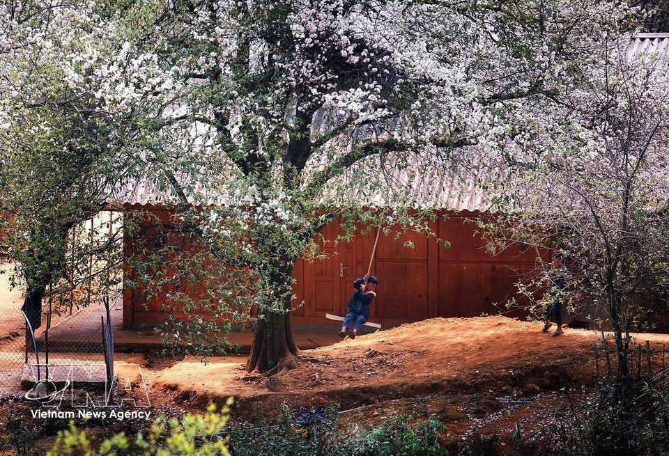 Au-delà de l’observation des floraisons, les visiteurs ont également l’occasion de découvrir la richesse de la culture Hmong. (Photo : VNA)