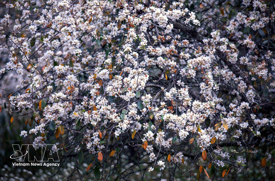 Une floraison spectaculaire qui attire le visiteurs. (Photo : VNA)