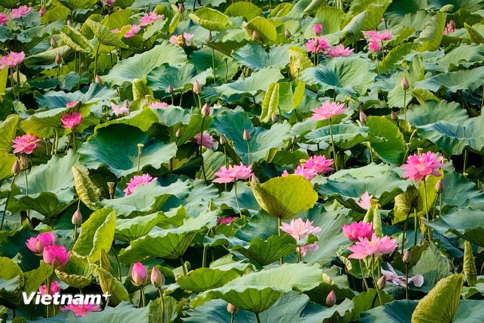 En pleine floraison, les pétales s’ouvrent largement et révèlent toute la grâce de la fleur. (Photo : Tran Huong Son/Vietnam+)