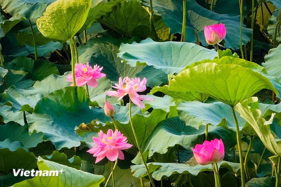 La finesse des pétales et la délicatesse des étamines dessinent la silhouette légère et raffinée du lotus. (Photo : Tran Huong Son/Vietnam+)