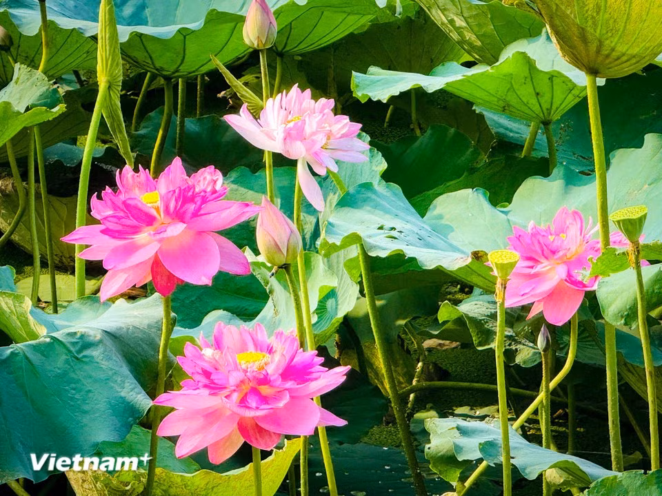 Bien au-delà de sa beauté, le lotus du lac de l’Ouest invite à la contemplation et apporte une sensation de calme et de sérénité au cœur de la capitale vietnamienne. (Photo : Tran Huong Son/Vietnam+)