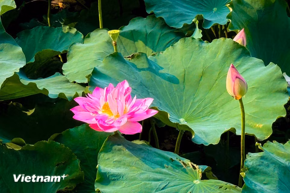 Les lotus blancs et roses se détachent avec élégance sur la surface paisible des étangs, composant un tableau naturel d’une grande harmonie. (Photo : Tran Huong Son/Vietnam+)