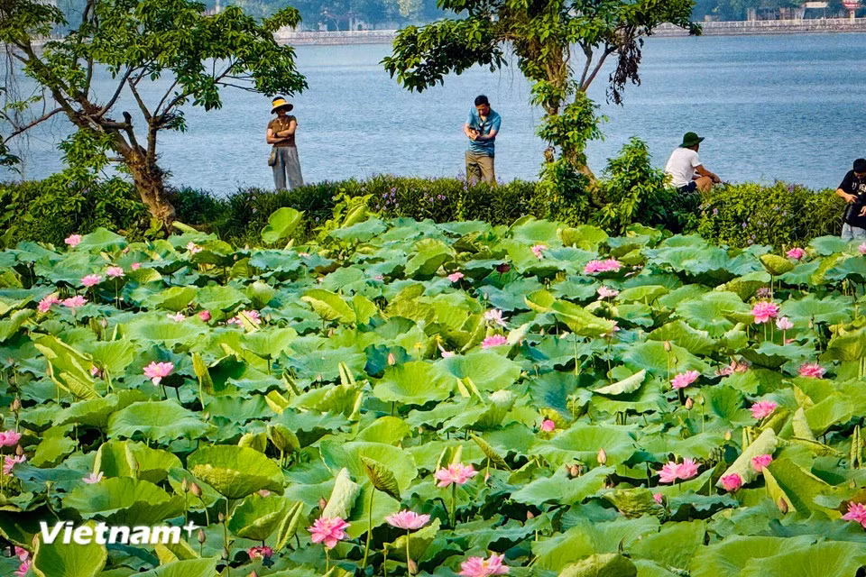 La floraison s’étend généralement de la fin du mois de mai jusqu’en septembre. (Photo : Tran Huong Son/Vietnam+)