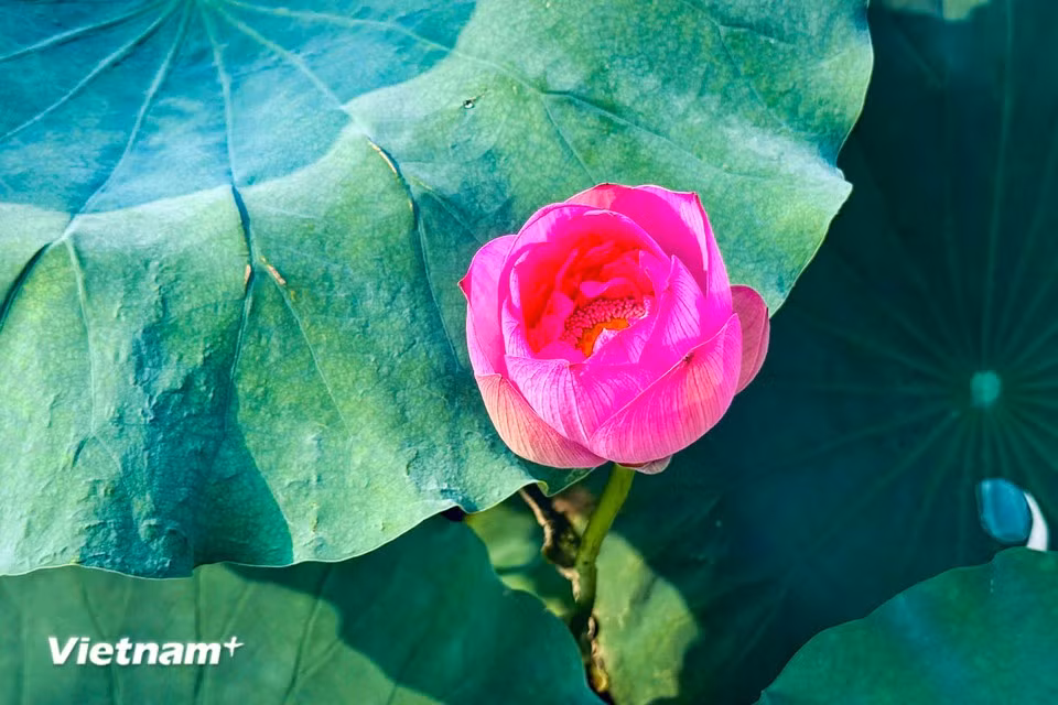 Les étangs du lac de l’Ouest se remplissent alors d’un parfum subtil, notamment celui du célèbre lotus Bach Diêp, particulièrement apprécié des Hanoïens. (Photo : Tran Huong Son/Vietnam+)