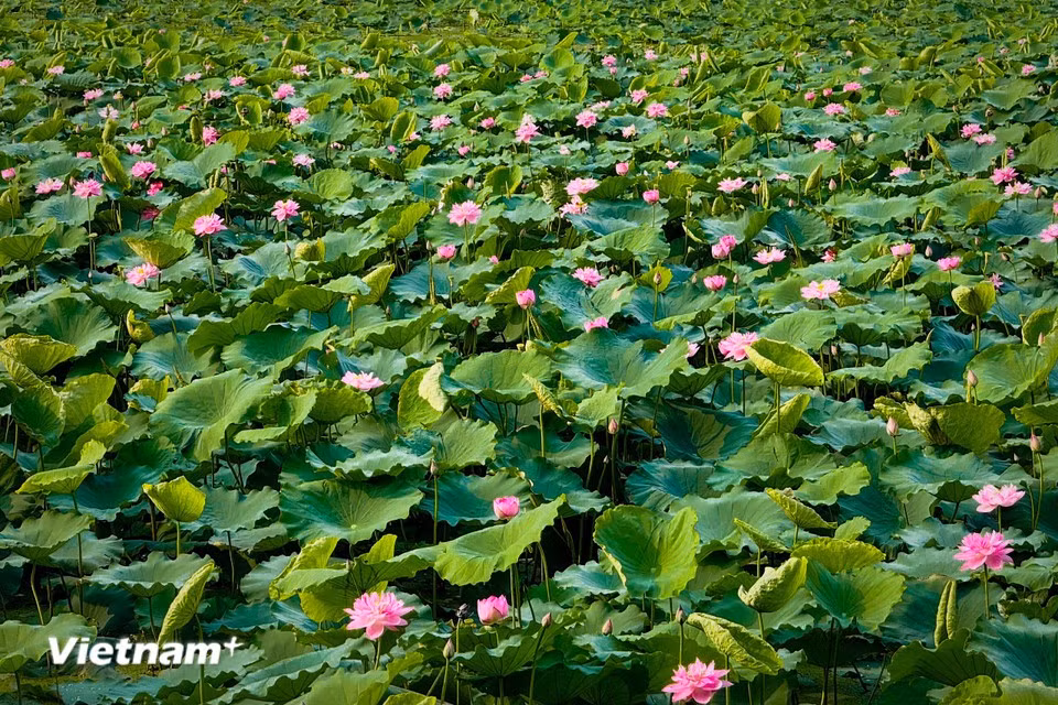 Le lotus du lac de l’Ouest est l’un des symboles les plus emblématiques de l’été hanoïen, tout comme l’alstonia évoque l’automne et le pêcher le printemps. (Photo : Tran Huong Son/Vietnam+)