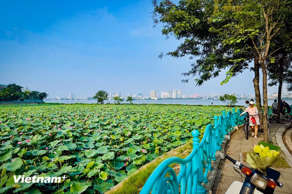 Au début de l’été, son parfum se distingue par sa fraîcheur, sa douceur et sa pureté. (Photo : Tran Huong Son/Vietnam+)
