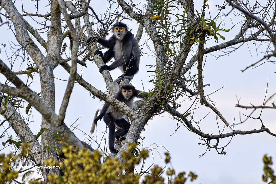 Des doucs à pattes noires se déplacent dans la canopée de la forêt. Photo : VNA