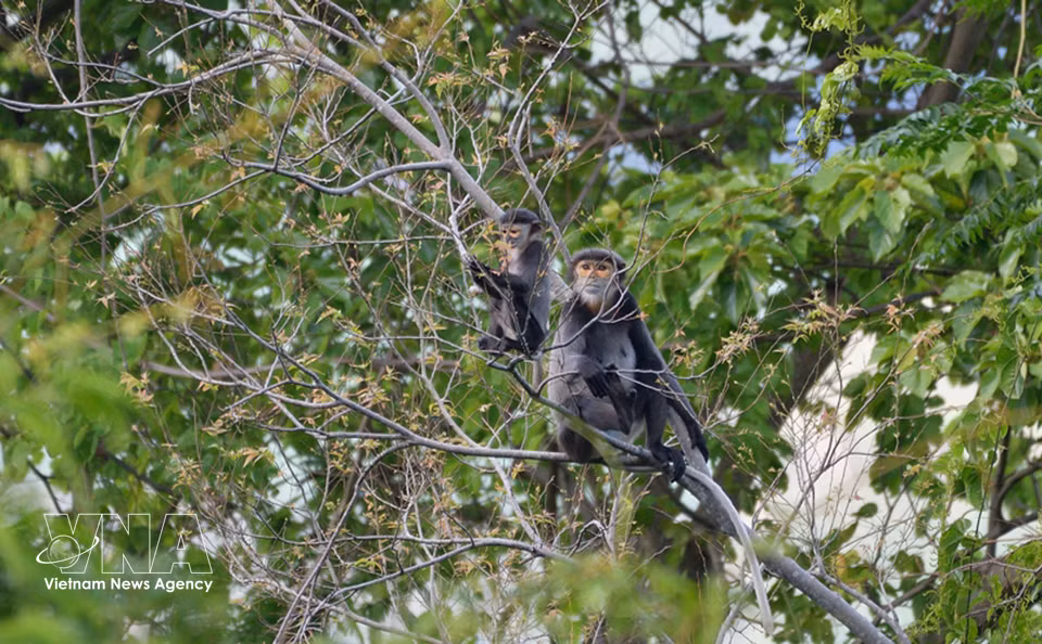 Les doucs à pattes noires vivent dans la canopée des forêts du mont Ba Den. Cette espèce rare fait l'objet d'un suivi et de mesures de protection à Tay Ninh. Photo : VNA