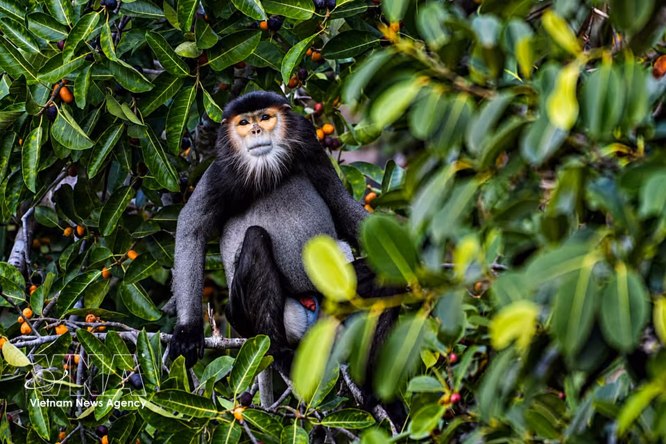 Un habitat forestier naturel riche en ressources alimentaires est essentiel à la survie et au développement de la population de doucs à pattes noires. Photo : VNA