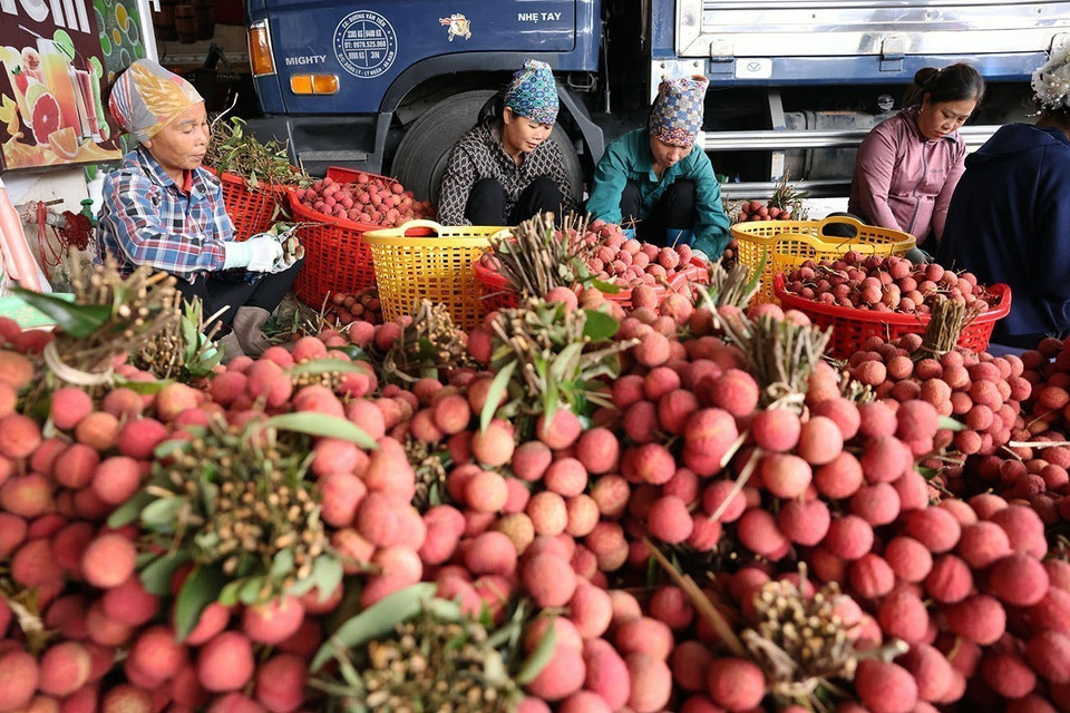 Le litchi de Bac Giang est actuellement exporté vers plus de 30 pays et territoires. Cela témoigne de sa conformité à des normes rigoureuses en matière de technologie de production et de sécurité alimentaire. Photo : Vu Sinh - VNA