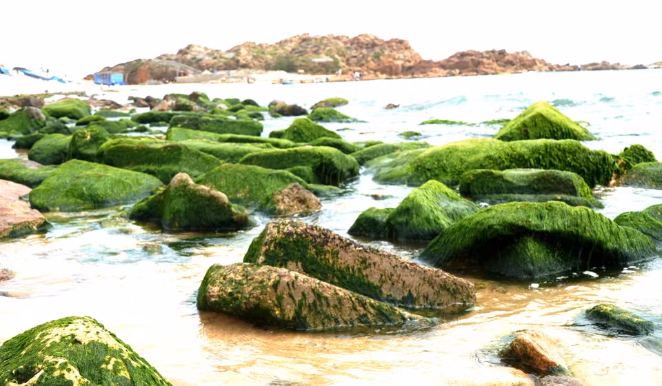 La saison des algues à Nhon Hai s'étend généralement du 1er au 3e mois lunaire. Photo : Le Phuoc Ngoc - VNA