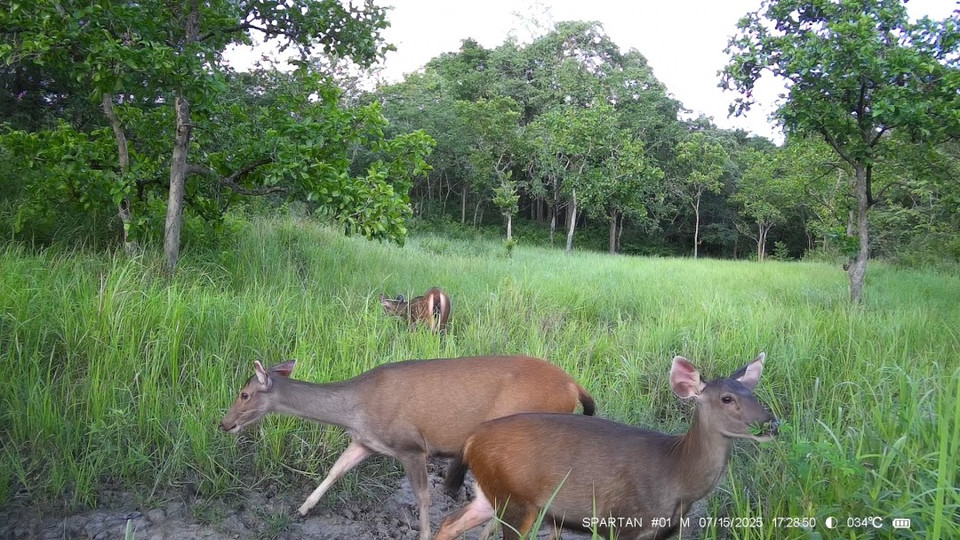 Un troupeau de cerfs photographié dans la réserve. Photo : CCD