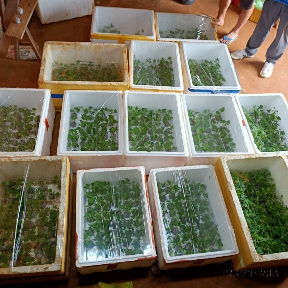Dans le cadre de la lutte contre les stupéfiants, la police du district de Dak Song, en collaboration avec la police de la commune de Dak Mol, a arrêté un individu qui cultivait illégalement plus de 3 000 plants de cannabis. Cette découverte a été faite sur des terres agricoles situées dans le hameau de Ha Nam Ninh, commune de Dak Mol, dans la province de Dak Nong (Tay Nguyen, sur les Hauts Plateaux du Centre). Photo : VNA
