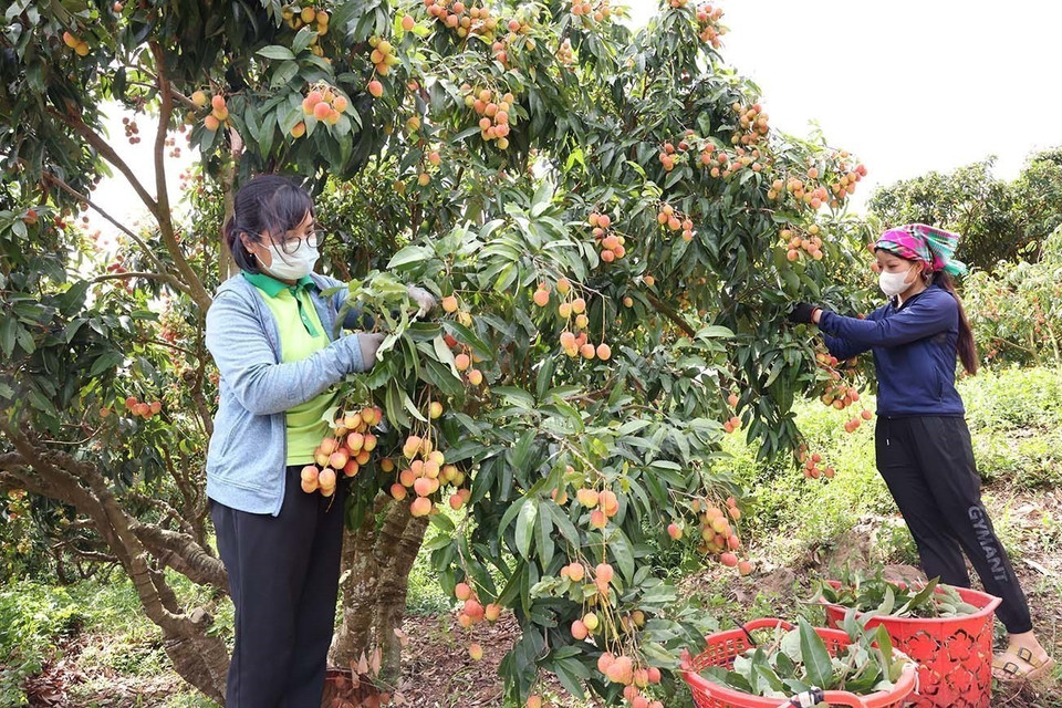 En pleine saison de litchi à Bac Giang. Photo : Vu Sinh - VNA