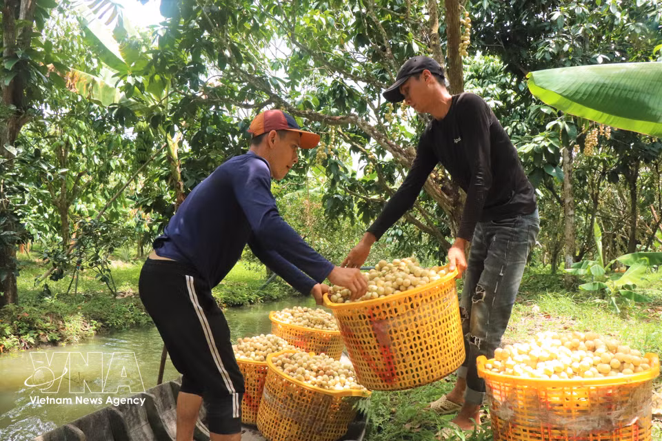 Spécialité emblématique de Can Tho, le « dâu da » Ha Chau est très apprécié sur le marché local et bien connu des consommateurs dans de nombreuses provinces du Vietnam. Photo : VNA