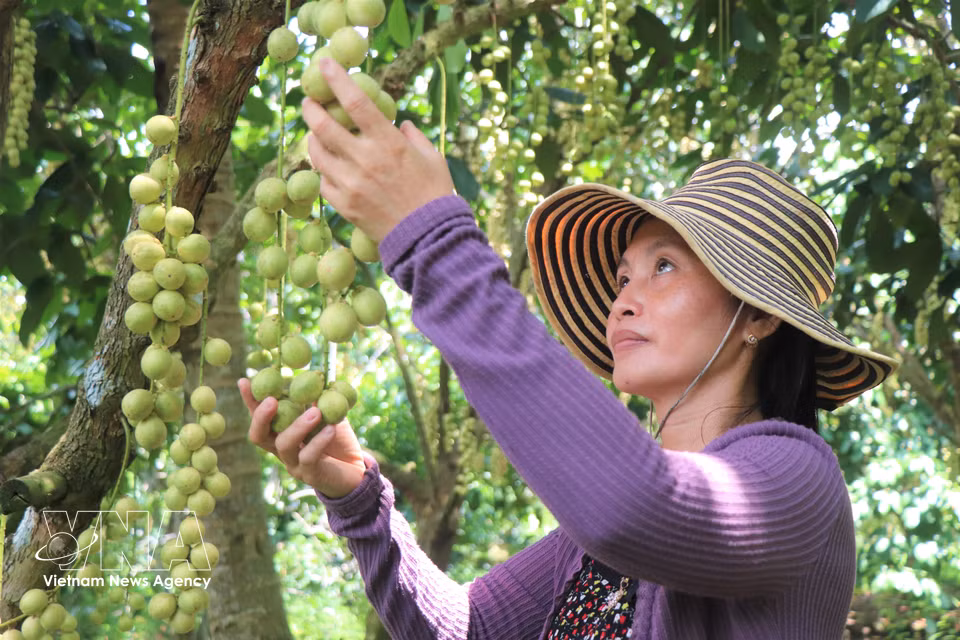 La famille de Mme Lê Ngoc Bich compte parmi les rares familles qui cultivent encore le « dâu da » Ha Chau dans la commune de Nhon Ai. Photo : VNA
