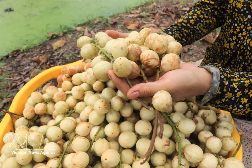 À maturité, le fruit se distingue par sa peau jaune clair et sa pulpe d’un blanc laiteux, à la saveur douce et légèrement acidulée. Photo : VNA
