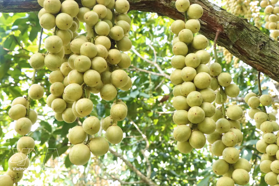 Selon les producteurs, le "dâu da" Ha Chau requiert peu d’entretien et un recours limité aux produits phytosanitaires, ce qui contribue à réduire les coûts de production tout en assurant une bonne rentabilité. Photo : VNA