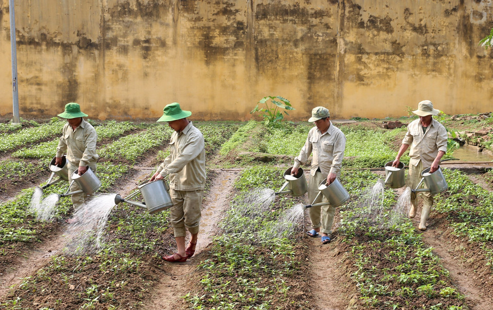 Au centre de désintoxication n° 1 de Lao Cai, les pensionnaires sont activement impliqués dans l'augmentation de la production. Cet effort vise à améliorer la qualité et la quantité de leurs repas quotidiens, contribuant ainsi à leur bien-être et à leur processus de réhabilitation. Photo : VNA