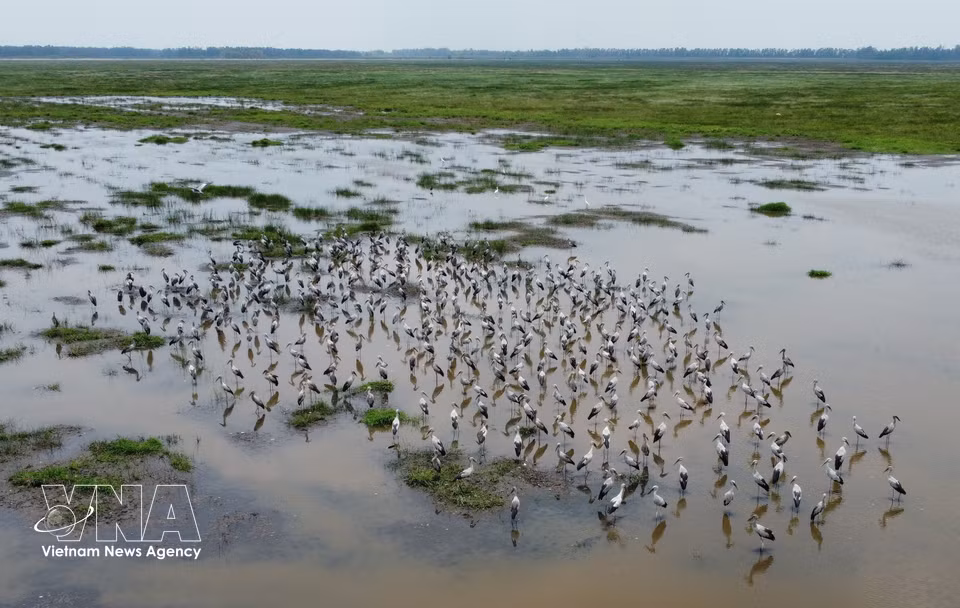 Des becs-ouverts indiens apparaissent régulièrement dans les zones humides du parc. Photo : VNA