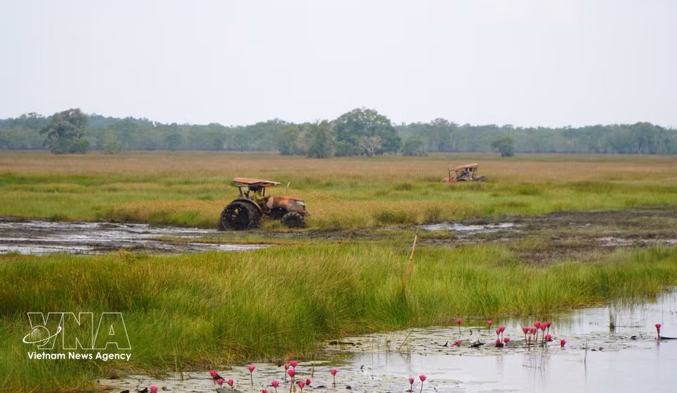 Le parc national de Tram Chim procède à la régulation de l'eau et au travail de la terre pour faciliter la quête de nourriture des oiseaux. Photo : VNA