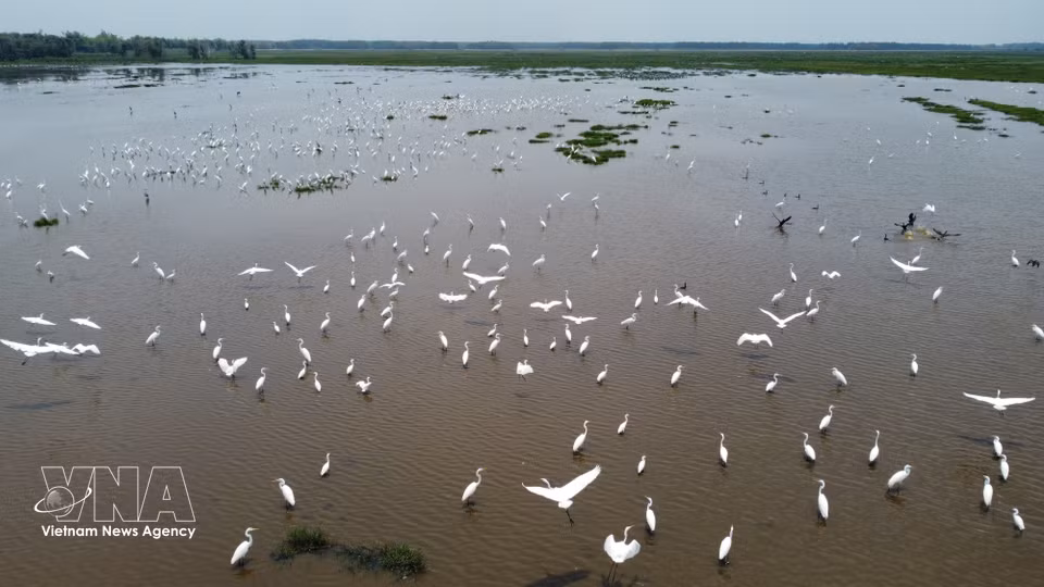 Des milliers d'oiseaux font leur apparition l'hiver dans les zones humides du parc national de Tram Chim. Photo : VNA