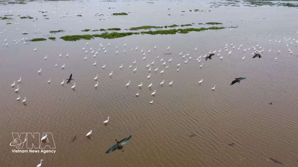 Des oiseaux migrateurs cherchent de la nourriture dans les zones humides du parc national de Tram Chim. Photo : VNA