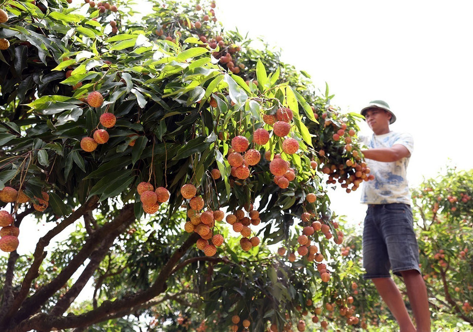 La récolte principale du litchi à Bac Giang se déroule du 10 juin au 25 juillet. Photo : Vu Sinh - VNA