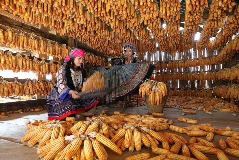 À Mu Cang Chai, on découvre les maisons Mông dont l'intérieur est rempli de maïs, un tableau vivant des récoltes généreuses et de l'authenticité des traditions locales. Photo : VNA