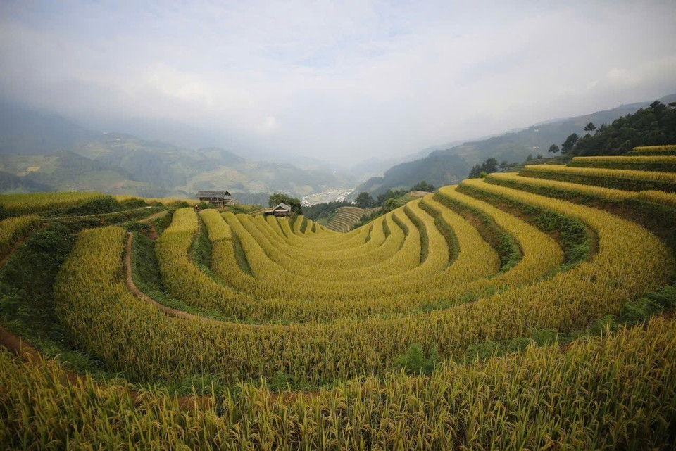 Les champs en terrasses de Mu Cang Chai sont encore plus magnifiques pendant la saison du riz mûr. Photo : VNA